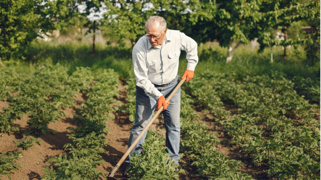 Agricultor idoso trabalhando em plantação, ilustrando a comprovação de atividade rural para aposentadoria pelo INSS.