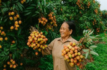 Trabalhadora rural idosa durante colheita de frutas no campo