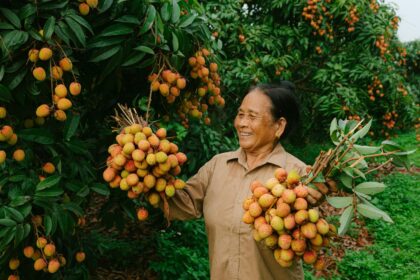 Trabalhadora rural idosa durante colheita de frutas no campo