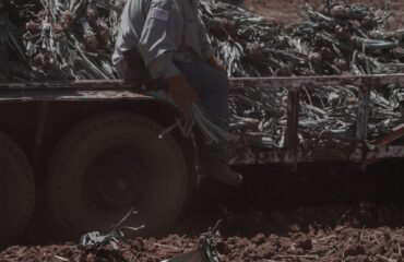 Trabalhadores rurais em atividade no campo em conteúdo sobre aposentadoria híbrida rural e urbana