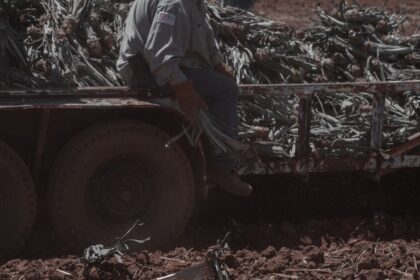 Trabalhadores rurais em atividade no campo em conteúdo sobre aposentadoria híbrida rural e urbana