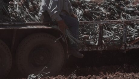 Trabalhadores rurais em atividade no campo em conteúdo sobre aposentadoria híbrida rural e urbana